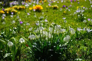 春Knotenblume，雪花，鲜花，关闭，详细信息