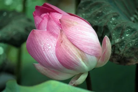莲花,鲜花,粉红色,盛开,芽,开放,花瓣 莲花,鲜花,粉红色,盛开,芽,开放,花瓣