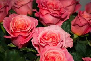 玫瑰花,花卉,工笔画,丽格海棠,月月红,红玫瑰花束