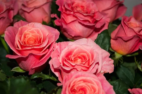 玫瑰花,花卉,工笔画,丽格海棠,月月红,红玫瑰花束 玫瑰花,花卉,工笔画,丽格海棠,月月红,红玫瑰花束