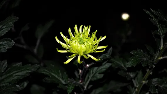 花,切,宏 花,切,宏