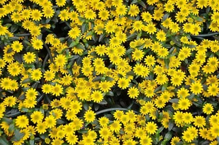 鲜花，植物，自然，黄色