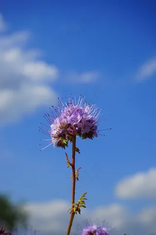 楠木，花，花，花序