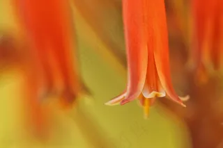 花，鲜花，性质，植物，开花，宏