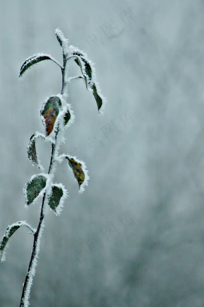 寒冷，寒冷的天气，自然，弗罗斯特，冻结，冰冷