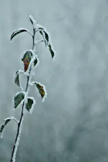 寒冷，寒冷的天气，自然，弗罗斯特，冻结，冰冷