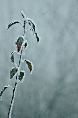寒冷，寒冷的天气，自然，弗罗斯特，冻结，冰冷