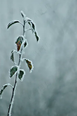 寒冷，寒冷的天气，自然，弗罗斯特，冻结，冰冷