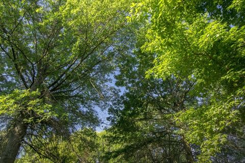 树,绿色,蓝色,自然,环境,夏天,叶 树,绿色,蓝色,自然,环境,夏天,叶