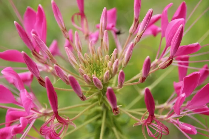 蜘蛛花，花，开花，紫色