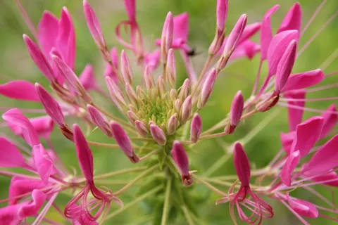 蜘蛛花,花,开花,紫色 蜘蛛花,花,开花,紫色