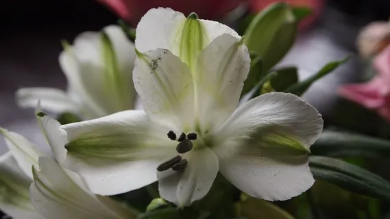 百合，花，白，白花，心，雄蕊