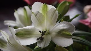 百合，花，白，白花，心，雄蕊