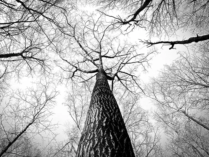 Neural Network Methods in Natural Language Processing,雪树银花,枯枝,冰雪,树,树皮和树枝的低角度视图