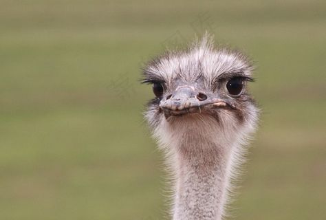 施特劳斯，花束，不会飞的鸟，大鸟，鸟