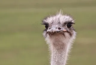 施特劳斯，花束，不会飞的鸟，大鸟，鸟