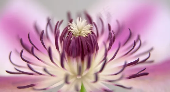 铁线莲,开花,关闭,粉红色,白色,雄蕊 铁线莲,开花,关闭,粉红色,白色,雄蕊