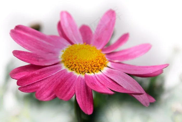 菊花，红色，粉红色的，宏，鲜花，性质，植物