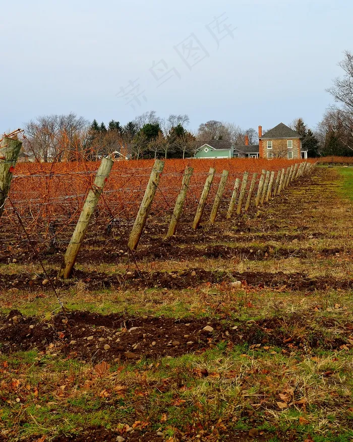 葡萄园，农场，冬天，篱笆，景观，农业