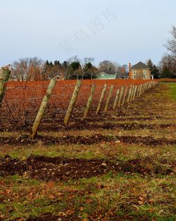 葡萄园，农场，冬天，篱笆，景观，农业