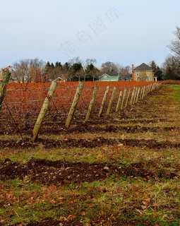 葡萄园，农场，冬天，篱笆，景观，农业
