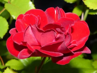 玫瑰，红色，夜，照明，黑暗，阴影，花