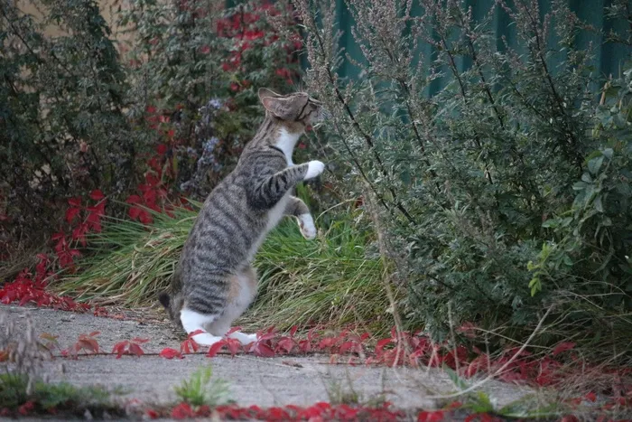猫，猫宝宝，小猫，家猫，幼猫，秋季