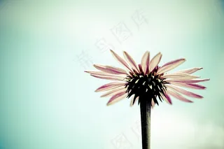 开花，非洲菊，花，春天，浪漫