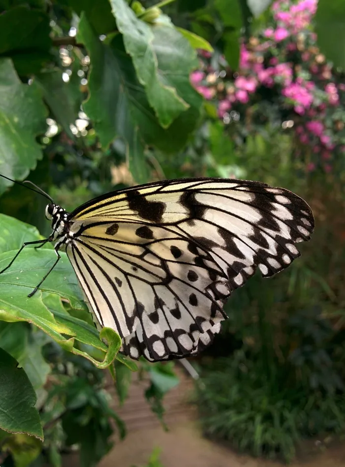 蝴蝶，花，昆虫，自然