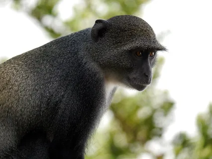 非洲,肯尼亚,猴子 非洲,肯尼亚,猴子