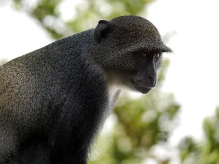 非洲，肯尼亚，猴子