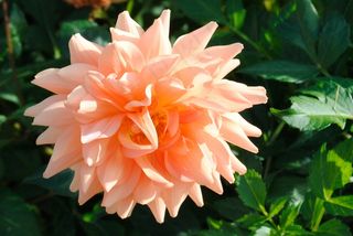 花，自然，花园，橙色，夏天，鲜花，植物