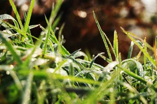 早晨，草，秋，草本植物，露水，自然