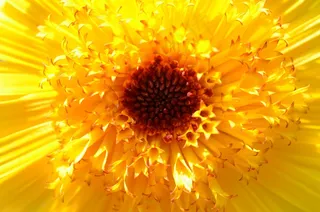 开花，厂，花，性质，鲜花，黄色