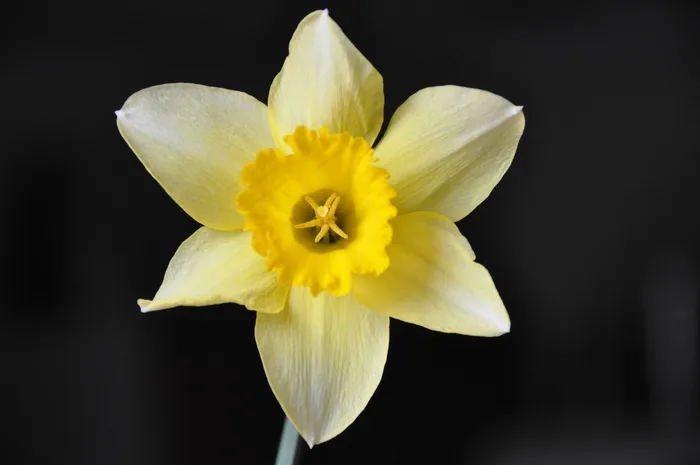 水仙花，花，黄色花
