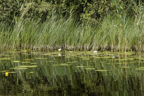 湖，清除，水域，瑞典，性质，景观，芦苇