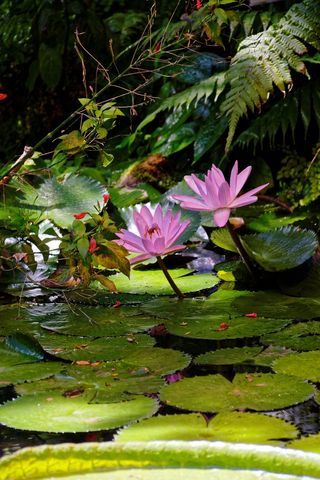 睡莲，花，开花，水生植物，池塘