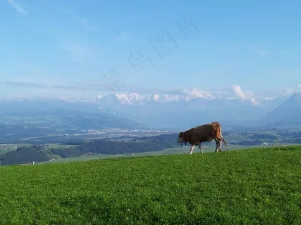 高山，瑞士，自然，牛，景观，山