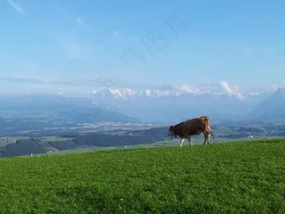 高山，瑞士，自然，牛，景观，山