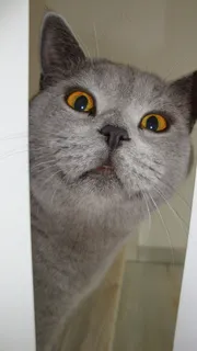 猫，风景，阿迪达斯