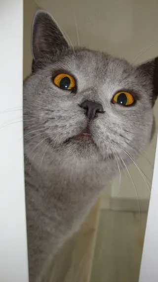 猫，风景，阿迪达斯