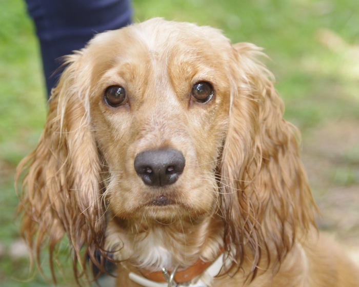 狗，肖像，可爱，犬，寻找，头，警报，宠物