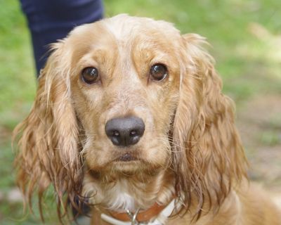 狗，肖像，可爱，犬，寻找，头，警报，宠物