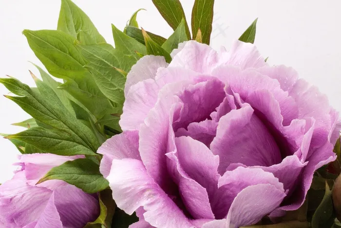 花束，牡丹，花，性质，植物区系，春天，开花