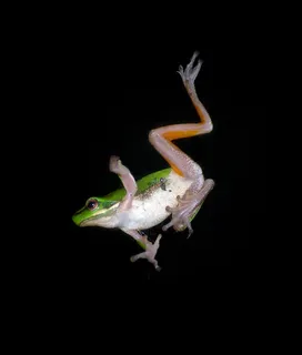 青蛙,跳,下降,议案,青蛙,运动,绿色 青蛙,跳,下降,议案,青蛙,运动,绿色