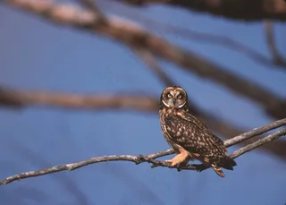 短耳猫头鹰，鸟，肖像，坐，野生动物