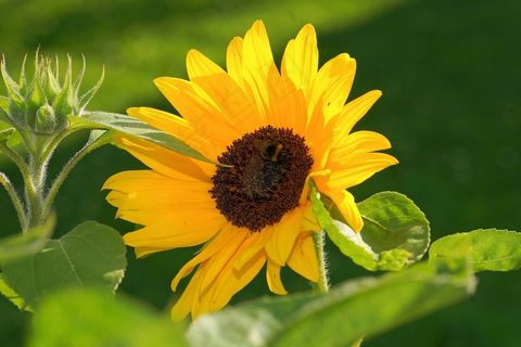 花，开花，太阳花，黄色，关闭