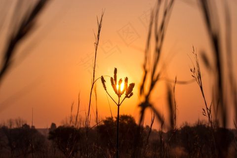 日落，植物，花，景观，自然