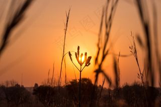 日落，植物，花，景观，自然