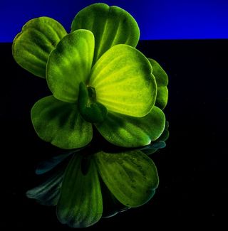 漂浮植物，叶子植物，植物